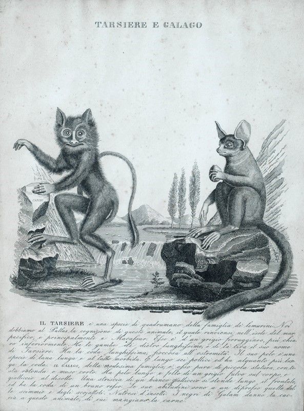 Sei Stampe di Animali