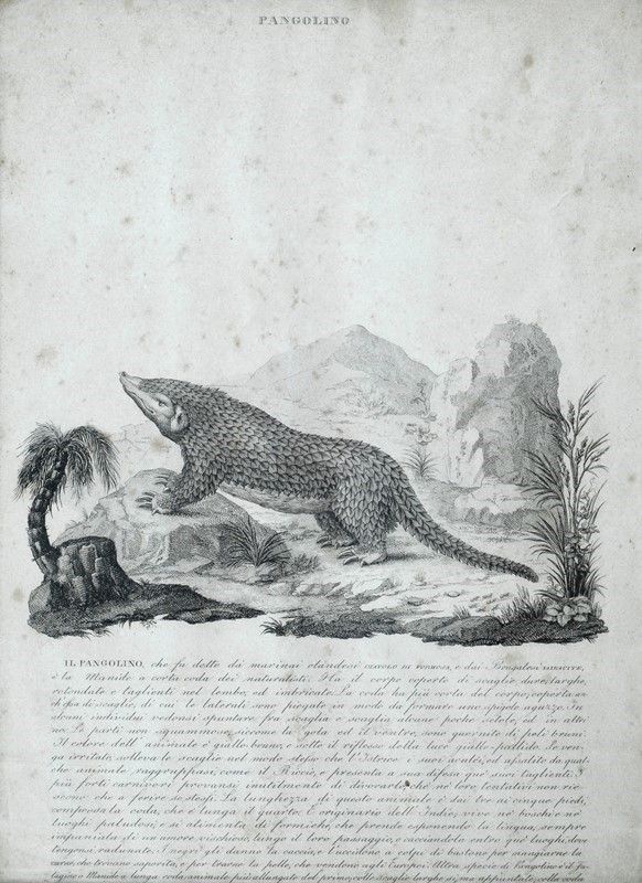 Sei Stampe di Animali