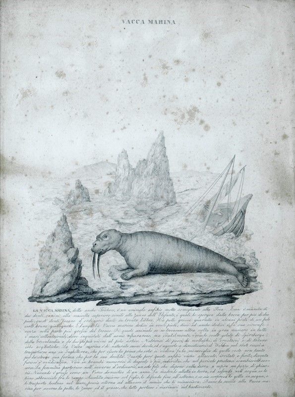 Sei Stampe di Animali