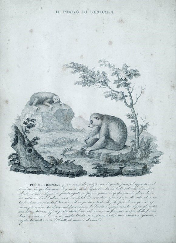 Sei Stampe di Animali