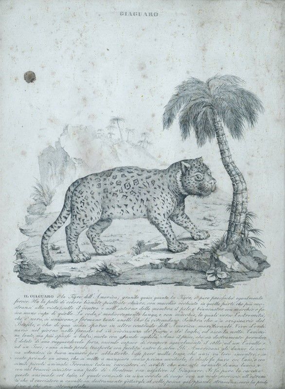 Sei Stampe di Animali