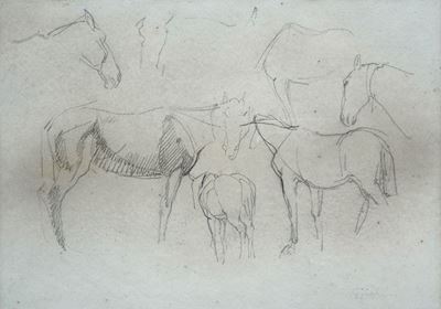 Studi di Cavalli