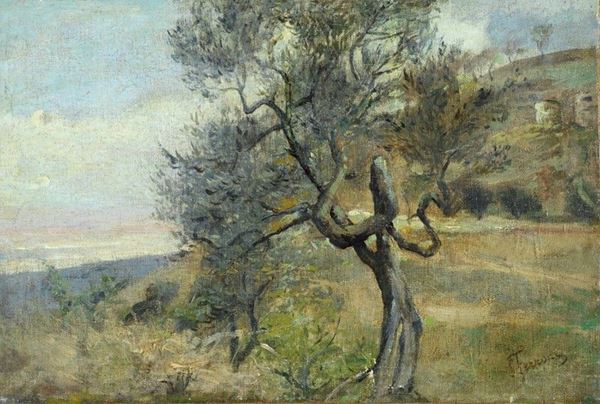 Egisto Ferroni : Ulivo nel paesaggio  - Olio su tela riportata su tela - Auction AUTORI DEL XIX E XX SEC - II - Galleria Pananti Casa d'Aste