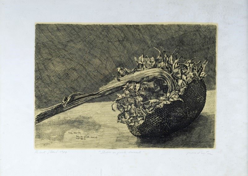 Roberto Stelluti - Studio su Girasole Disseccato