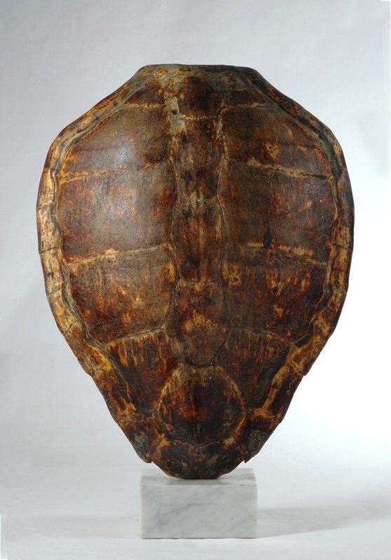 Carapace di tartaruga  - Asta Antiquariato - I - Galleria Pananti Casa d'Aste