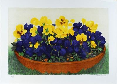 Viole