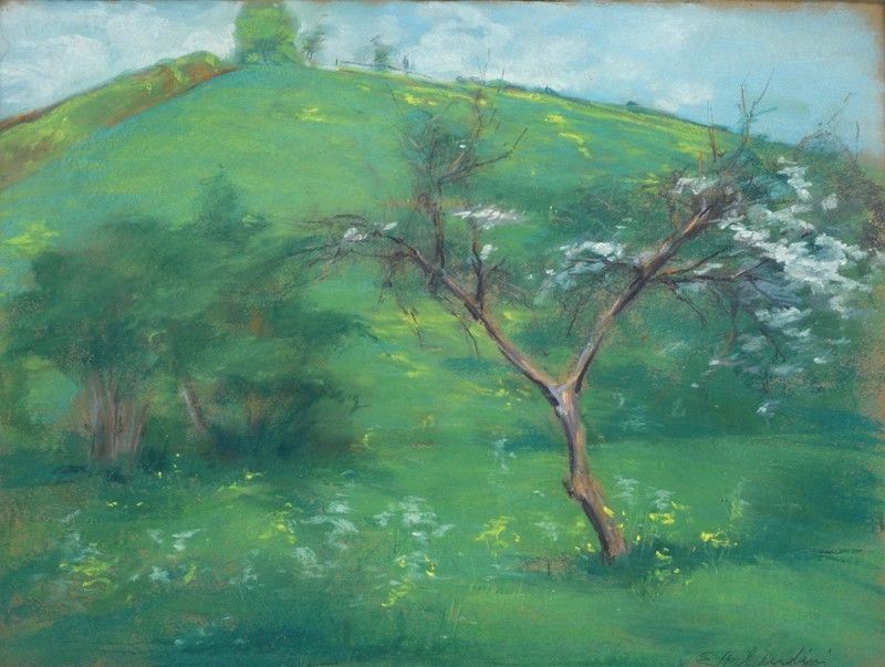 Ernestina Schultze-naumburg (mack Orlandini) - Pruno in Fiore