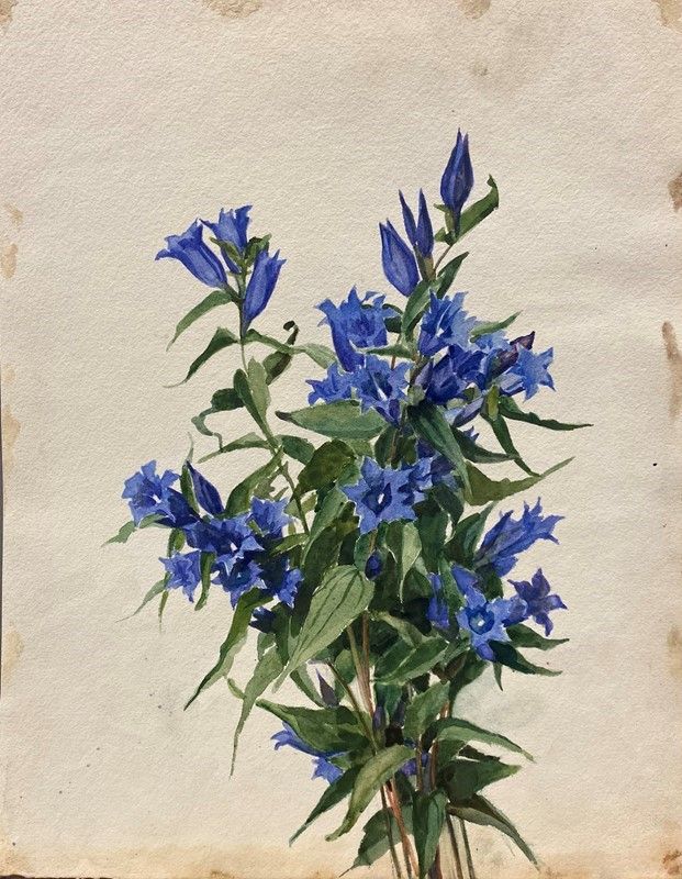 Anonimo, XX Sec. - Fiori