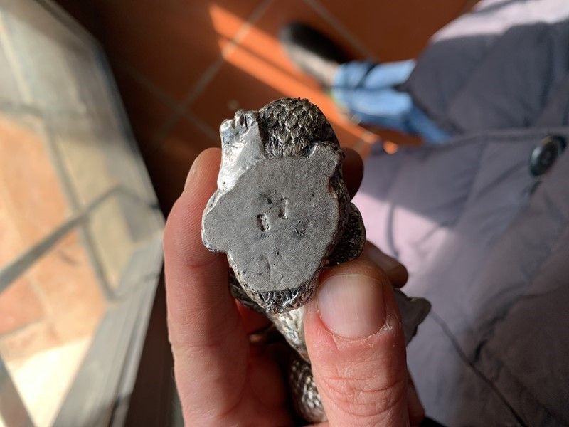 Dodici Sculturine di Animali