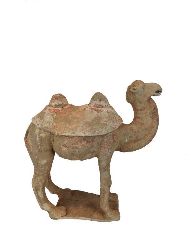Cammello