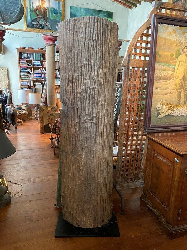 Porzione di Tronco Millenario