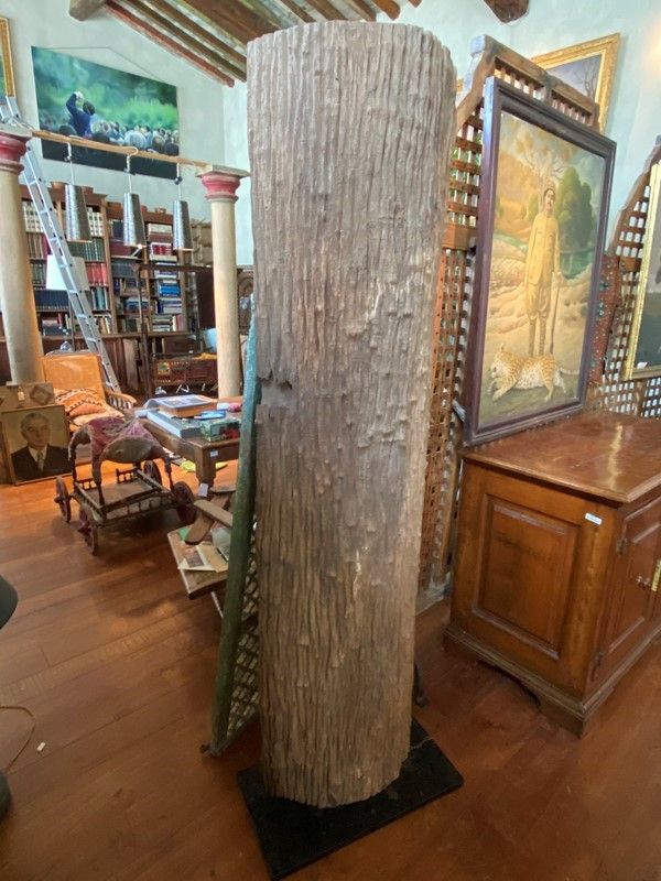 Porzione di Tronco Millenario