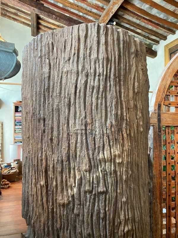 Porzione di Tronco Millenario