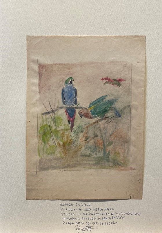 Romeo Costetti - Studio di Pappagalli