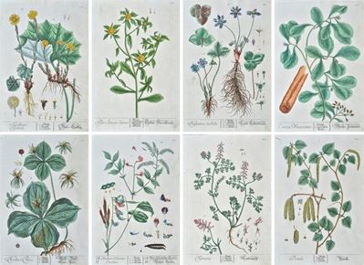 Herbarium Blackwellianum Emendatum Et Auctum, Id Est, Elisabethae Blackwell Collectio Stirpium : ...