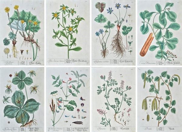 Elizabhet  Blackwell - Herbarium Blackwellianum emendatum et auctum, id est, Elisabethae Blackwell collectio stirpium : quae in pharmacopoliis ad medicum usum..