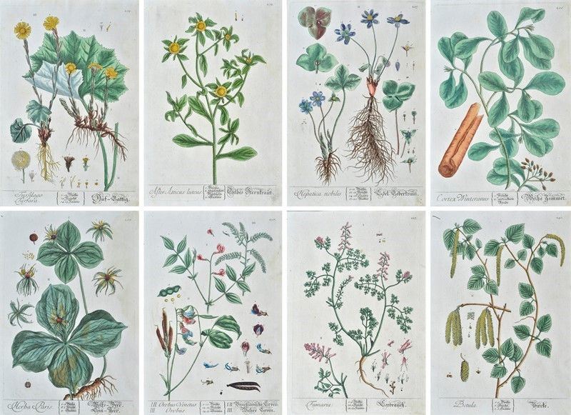 Herbarium Blackwellianum Emendatum Et Auctum, Id Est, Elisabethae Blackwell Collectio Stirpium : ...