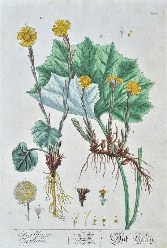 Herbarium Blackwellianum Emendatum Et Auctum, Id Est, Elisabethae Blackwell Collectio Stirpium : ...