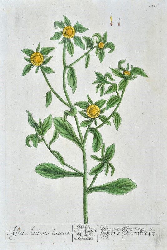 Herbarium Blackwellianum Emendatum Et Auctum, Id Est, Elisabethae Blackwell Collectio Stirpium : ...