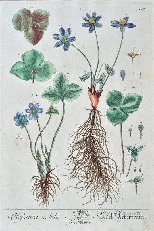 Herbarium Blackwellianum Emendatum Et Auctum, Id Est, Elisabethae Blackwell Collectio Stirpium : ...