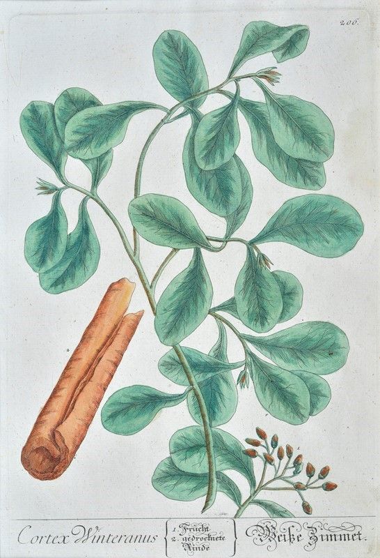 Herbarium Blackwellianum Emendatum Et Auctum, Id Est, Elisabethae Blackwell Collectio Stirpium : ...