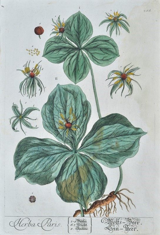 Herbarium Blackwellianum Emendatum Et Auctum, Id Est, Elisabethae Blackwell Collectio Stirpium : ...