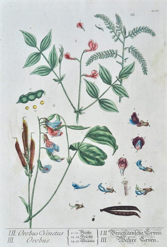 Herbarium Blackwellianum Emendatum Et Auctum, Id Est, Elisabethae Blackwell Collectio Stirpium : ...