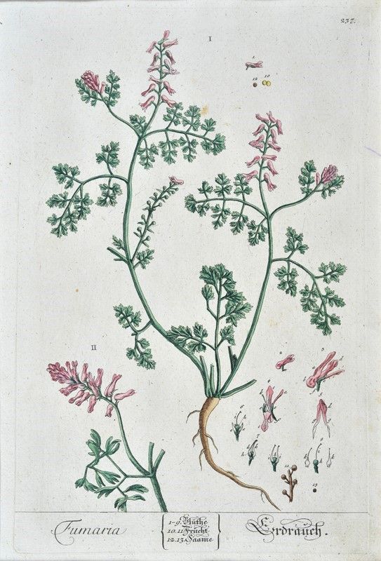 Herbarium Blackwellianum Emendatum Et Auctum, Id Est, Elisabethae Blackwell Collectio Stirpium : ...