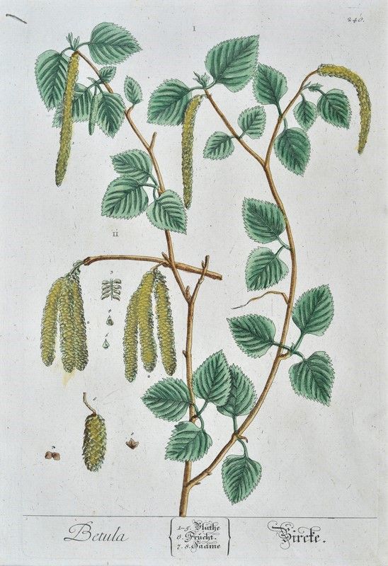 Herbarium Blackwellianum Emendatum Et Auctum, Id Est, Elisabethae Blackwell Collectio Stirpium : ...