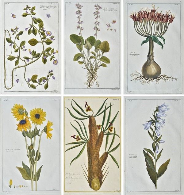 Pierre Joseph Buch'hoz - Histoire universelle du règne végétal, ou nouveau dictionnaire physique et economique de toutes les plantes qui croissent sur la surface du globe