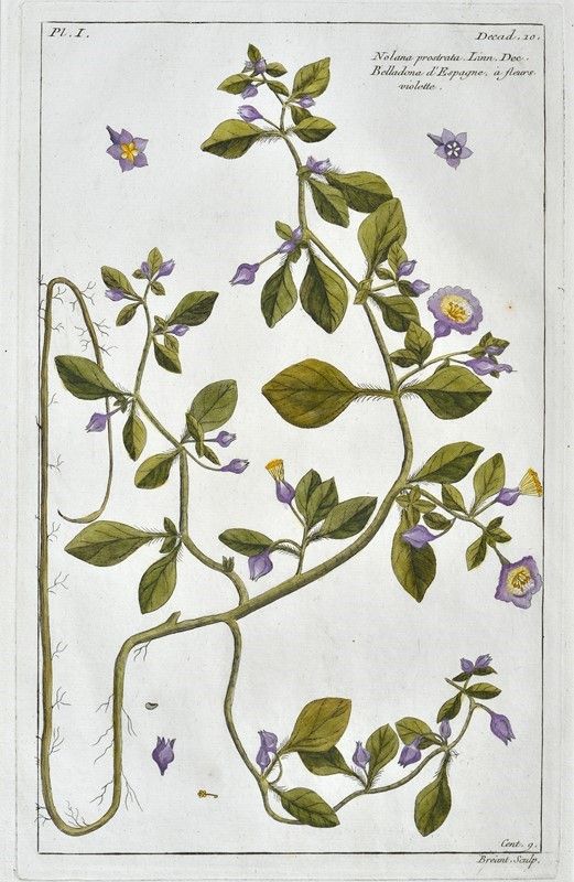 Pierre Joseph Buch'hoz - Histoire Universelle Du Règne Végétal, Ou Nouveau Dictionnaire Physiq...
