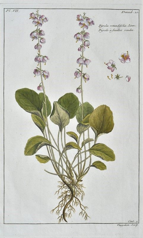 Pierre Joseph Buch'hoz - Histoire Universelle Du Règne Végétal, Ou Nouveau Dictionnaire Physiq...