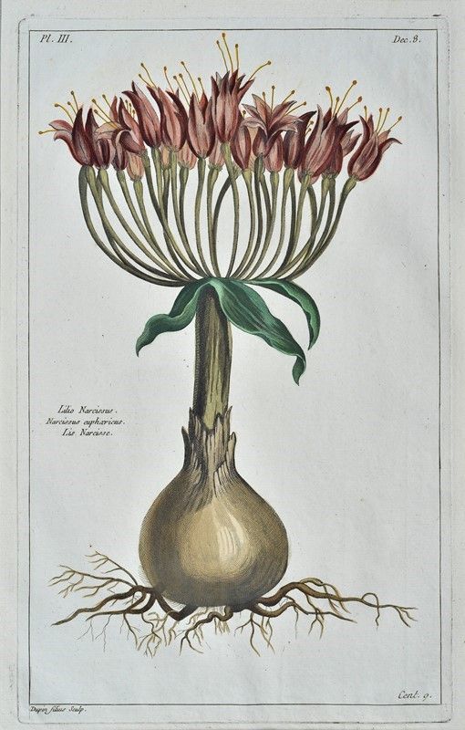 Pierre Joseph Buch'hoz - Histoire Universelle Du Règne Végétal, Ou Nouveau Dictionnaire Physiq...