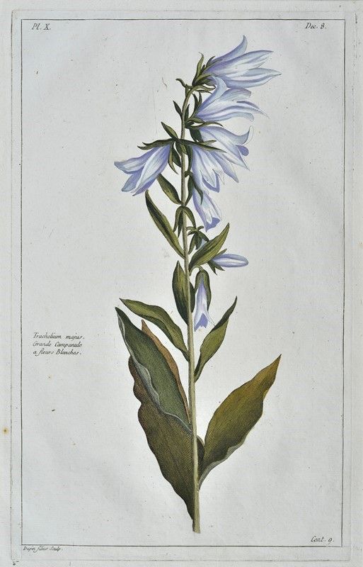 Pierre Joseph Buch'hoz - Histoire Universelle Du Règne Végétal, Ou Nouveau Dictionnaire Physiq...