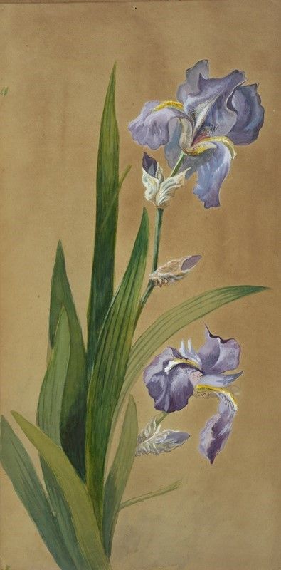Anonimo, XIX - XX Sec. - Fiori