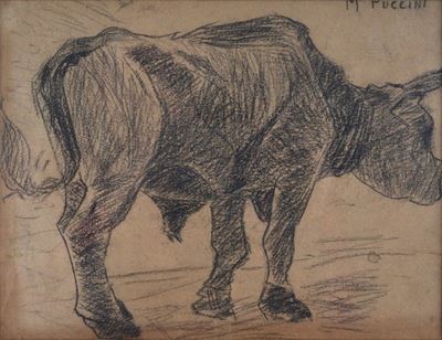 Mucca