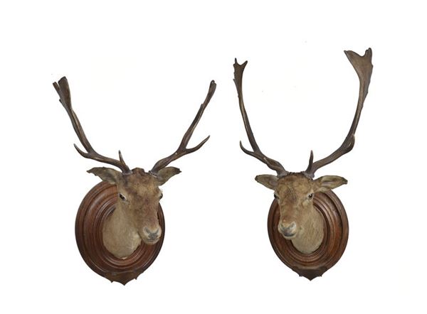 Pair of stuffed fallow deer heads