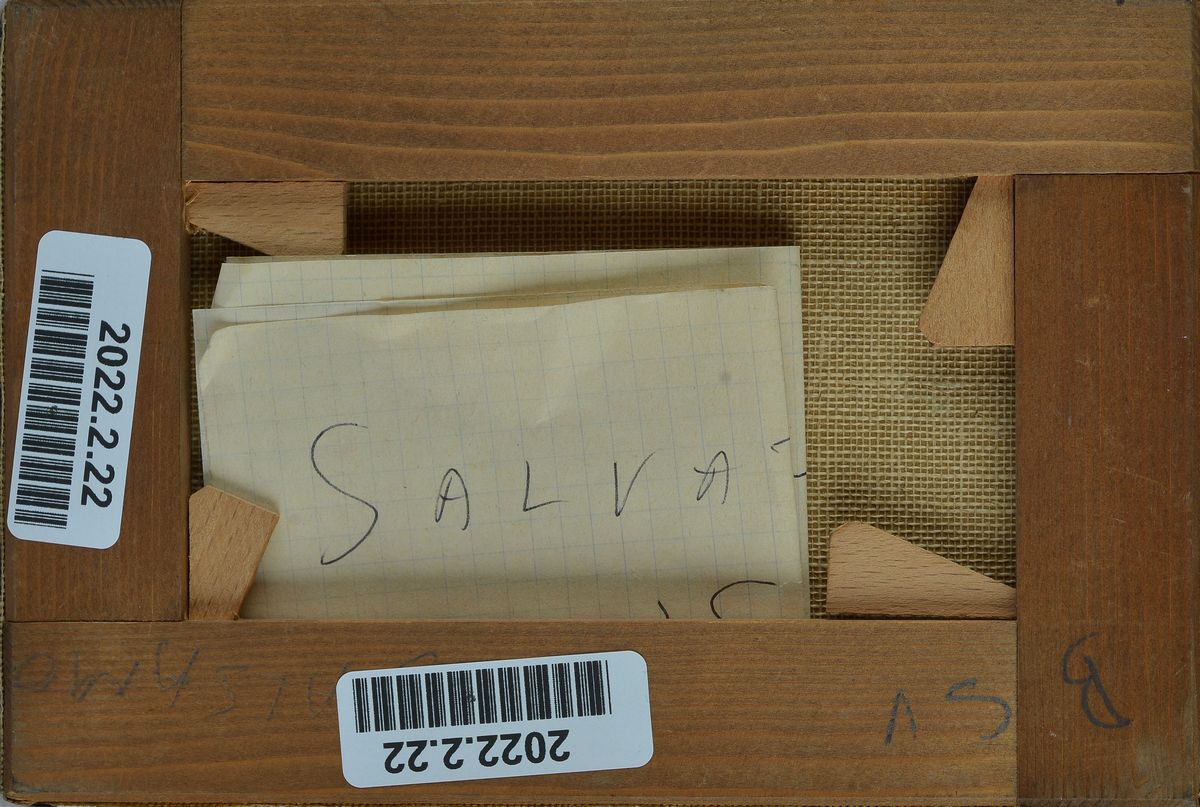 Salvatore Balsamo - Volto di Fanciulla con Fiori