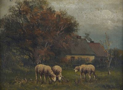 Pecore al Pascolo