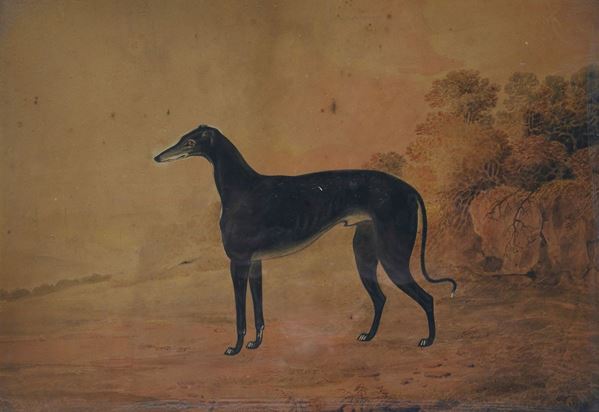 Anonimo, XIX sec. - Greyhound