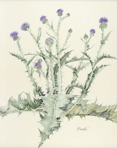 Fiori - Onopordo Tomentoso