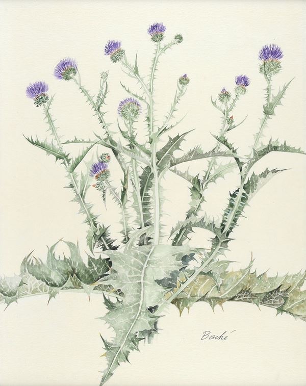 Anonimo, XX sec. - Fiori - Onopordo tomentoso