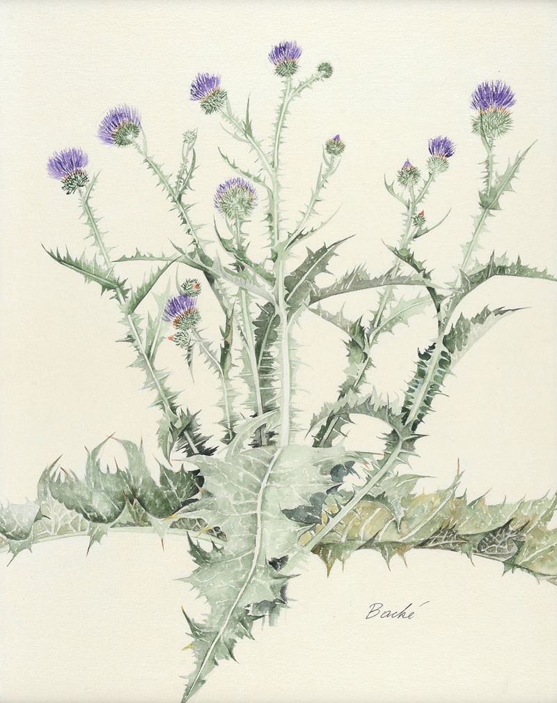 Anonimo, XX Sec. - Fiori - Onopordo Tomentoso