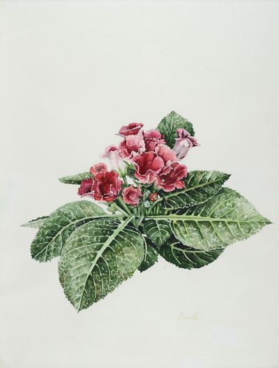 Fiori - Sinningia