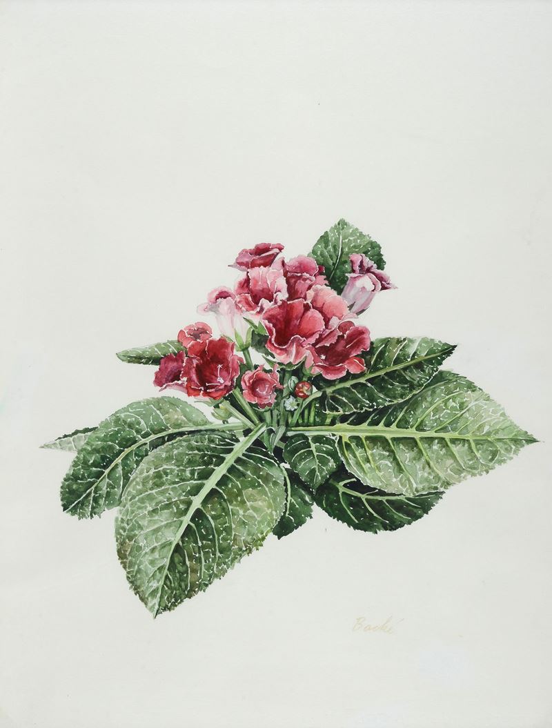 Anonimo, XX Sec. - Fiori - Sinningia
