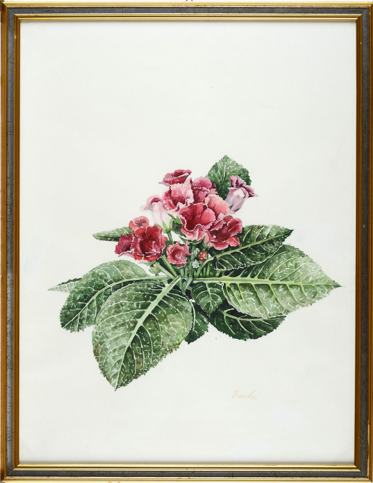 Anonimo, XX Sec. - Fiori - Sinningia