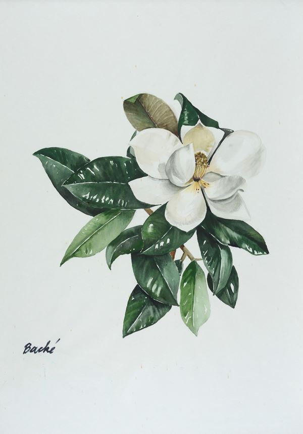 Anonimo, XX sec. - Fiori - Magnolie