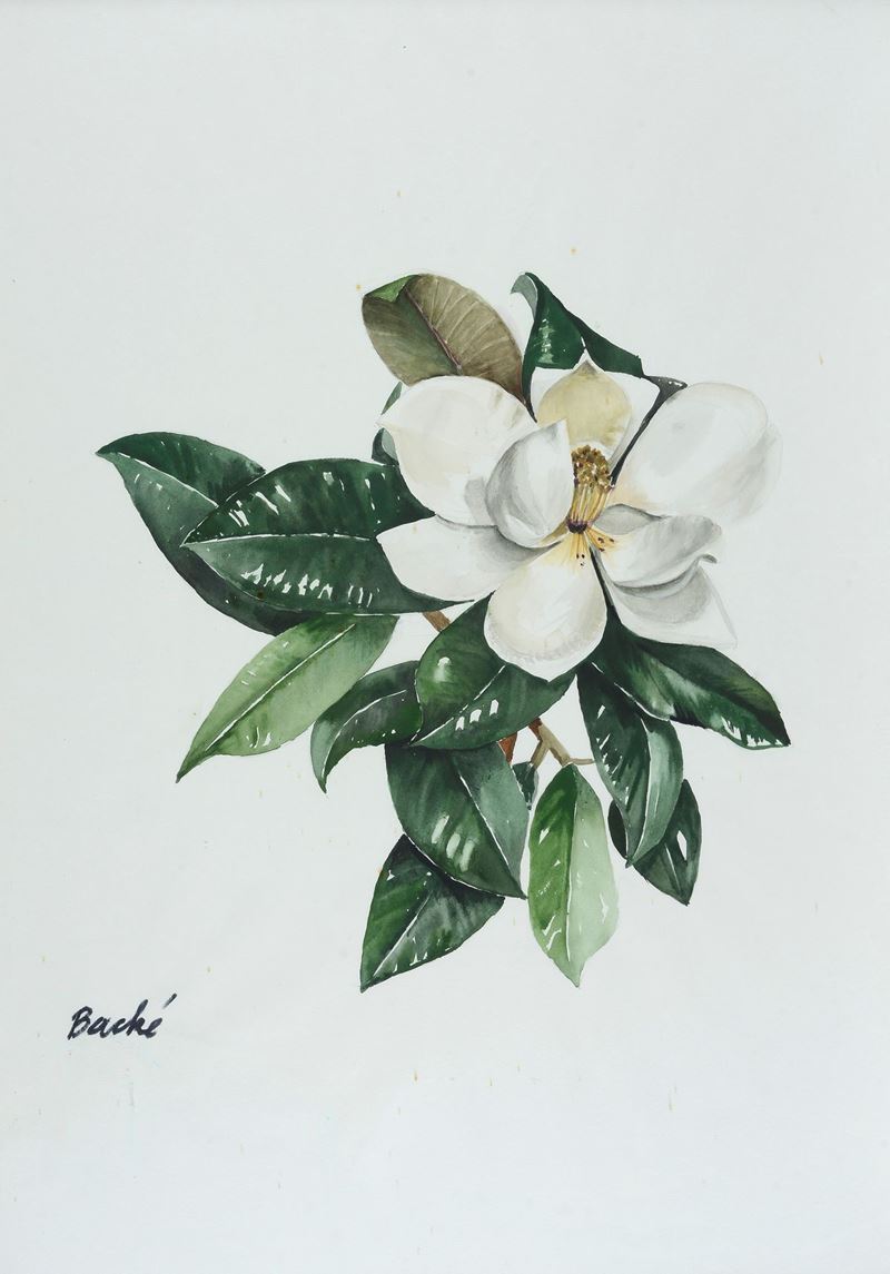 Anonimo, XX Sec. - Fiori - Magnolie