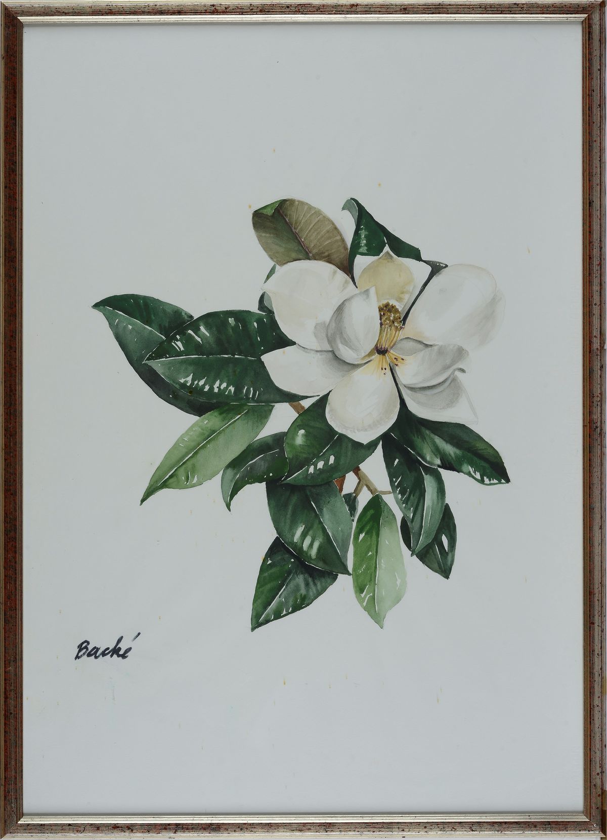 Anonimo, XX Sec. - Fiori - Magnolie