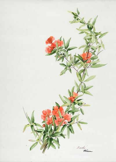 Fiori - Melograno